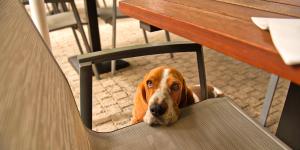 Restaurantes en Puigcerdà con perros