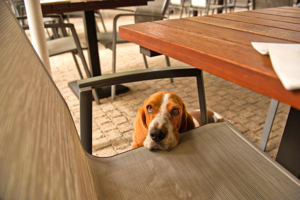 Restaurantes en Puigcerdà con perros