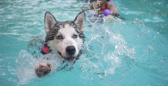 Piscinas para perros en Madrid