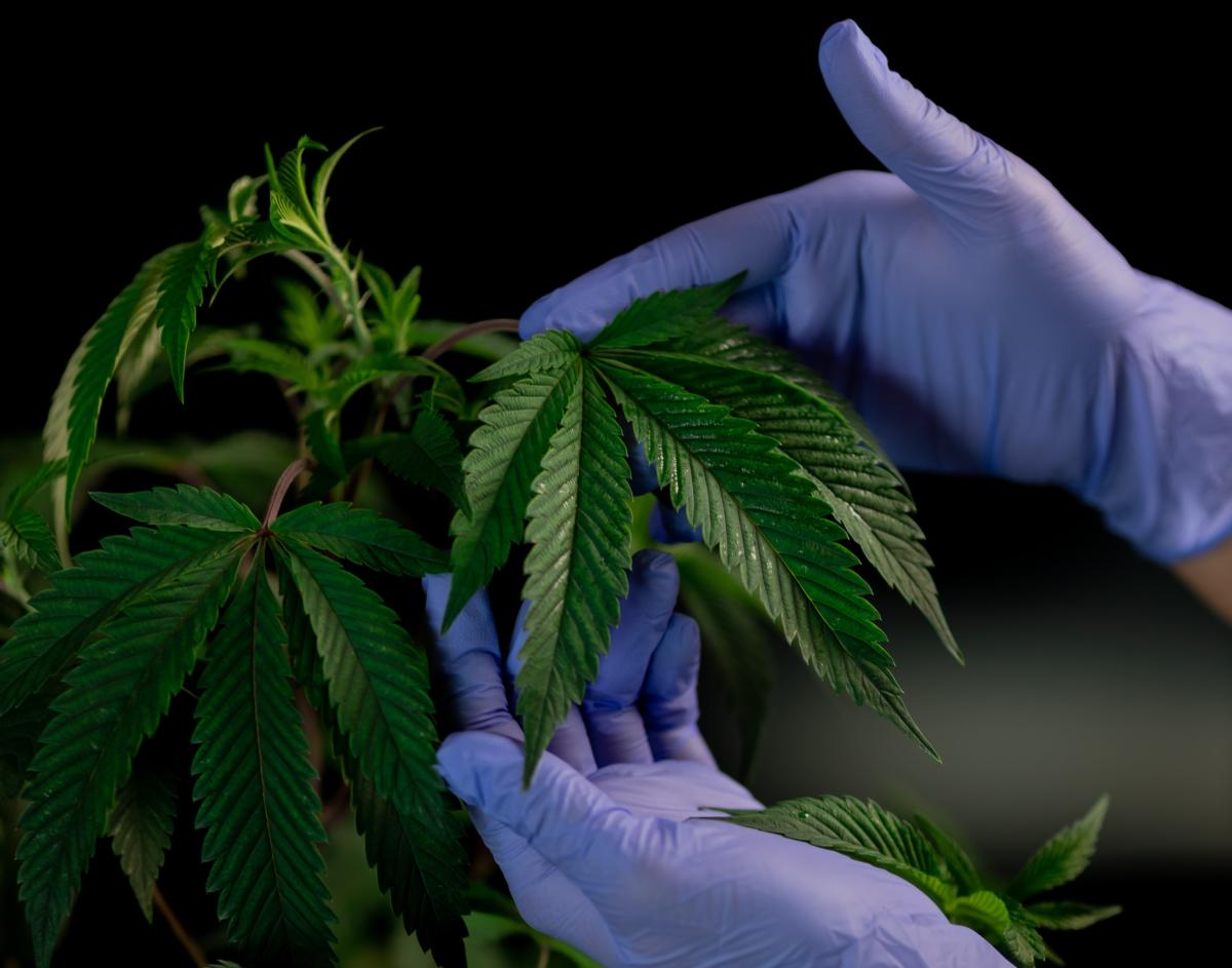 Los mejores grow shops de Valencia