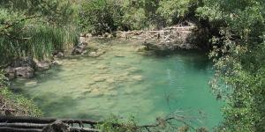 Pinares del Pantano de Cubillas