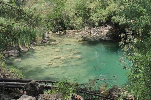 Pinares del Pantano de Cubillas