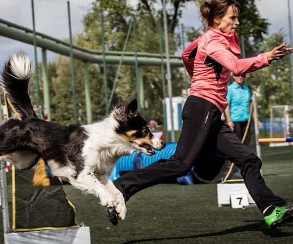Club d'Agility Ciutat Comtal
