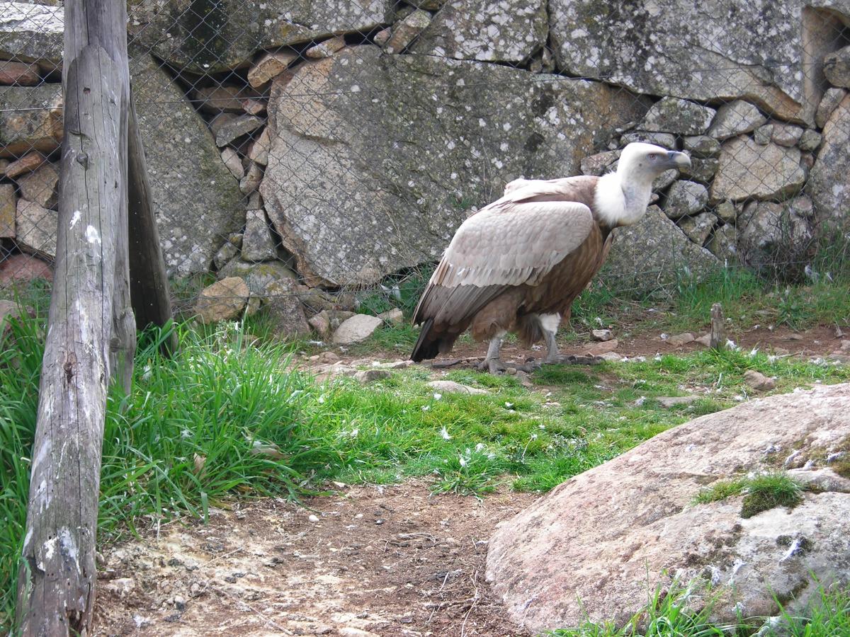 Cañada Real Open Center