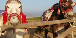 Los Burros de Juanino