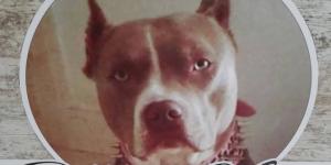 Pitbull Verde