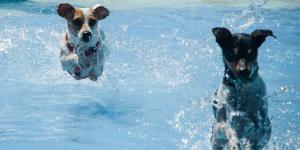 Perros al agua