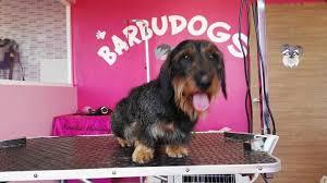 Barbudogs Peluquería Canina