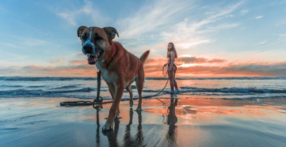 Playas para perros en Barcelona