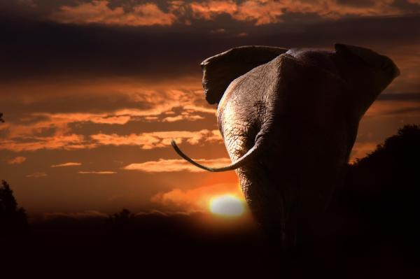 Dónde ver animales en África - Parques naturales espectaculares para ver animales 