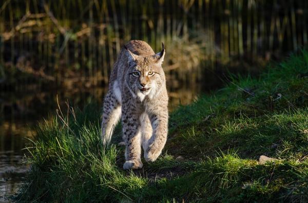 Dónde ver animales salvajes en España