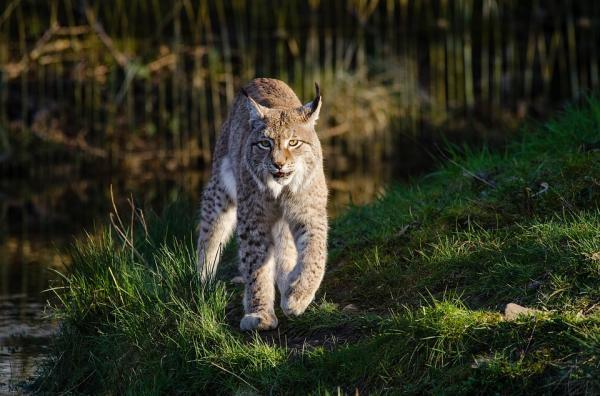 Dónde ver animales salvajes en España