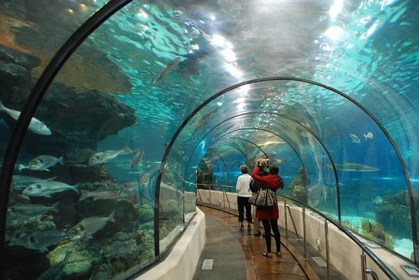 Qué ver en Barcelona con niños - L’Aquarium de Barcelona