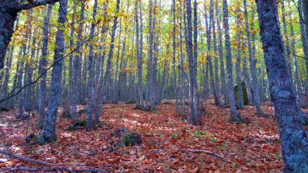 Los mejores bosques en Madrid - Castañar de Rozas de Puerto Real