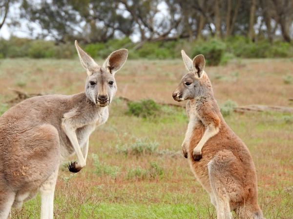 Dónde ver animales en Australia