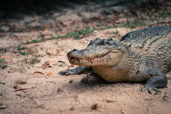 Dónde ver animales en Australia - Lugares para ver cocodrilos salvajes australianos