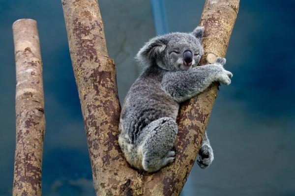 Dónde ver animales en Australia - Sitios para ver koalas en Australia 