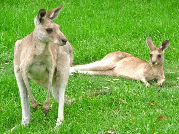 Dónde ver animales en Australia - Ver canguros en Australia: los mejores parques