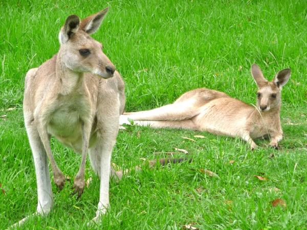 Dónde ver animales en Australia - Ver canguros en Australia: los mejores parques 