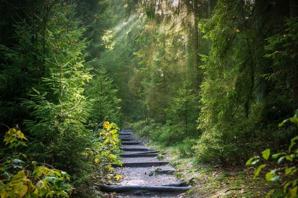 Los mejores bosques de Andalucía