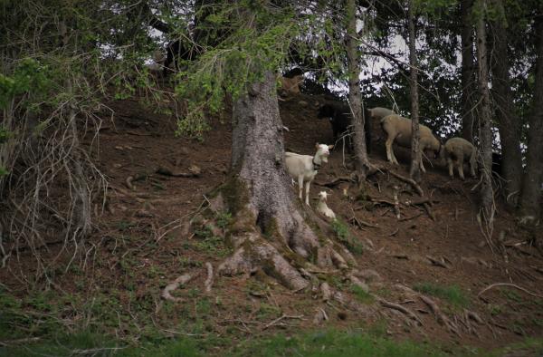 Los mejores bosques de Andalucía - Parque Nacional Sierra de las Nieves