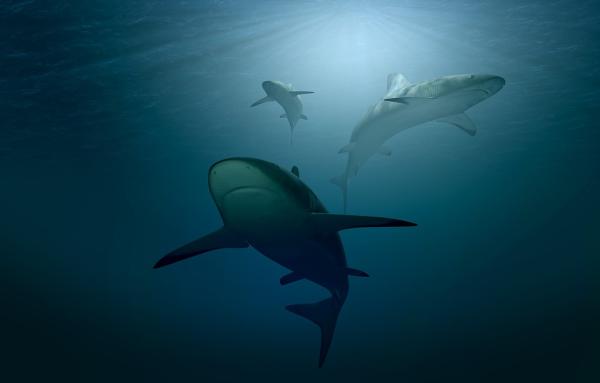 Dónde nadar con tiburones en Australia