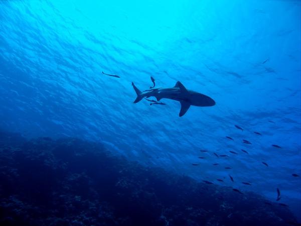 Dónde nadar con tiburones en Australia - Julian Rock, una experiencia de buceo con tiburones