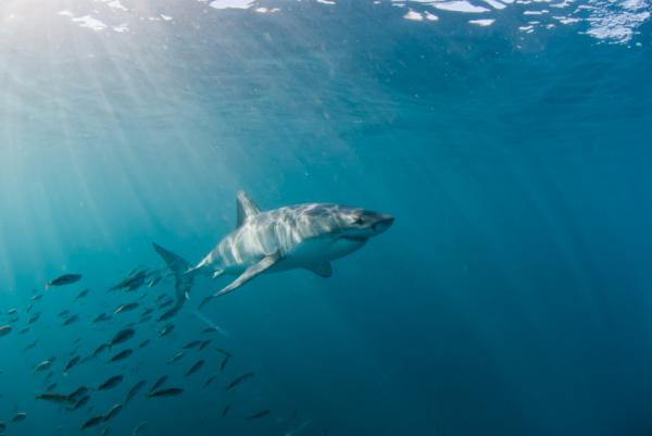 Dónde nadar con tiburones en Sudáfrica