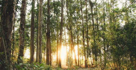 Los mejores bosques de España