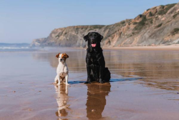 Playas para ir con perros en Valencia