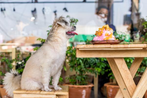Restaurantes pet friendly en CDMX