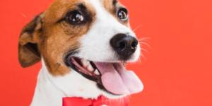 Tiendas de mascotas en Monterrey