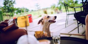 Restaurantes pet friendly en Monterrey