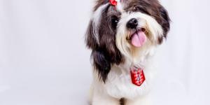 Las mejores tiendas de mascotas en CDMX
