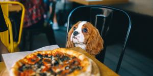 Restaurantes pet friendly en el parque La Mexicana