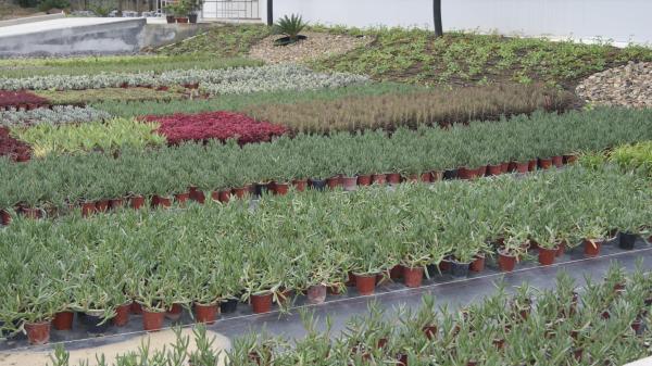 Vivero El Escorial