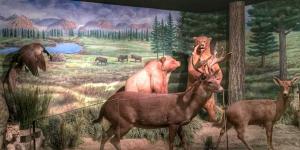 Museo de la Fauna
