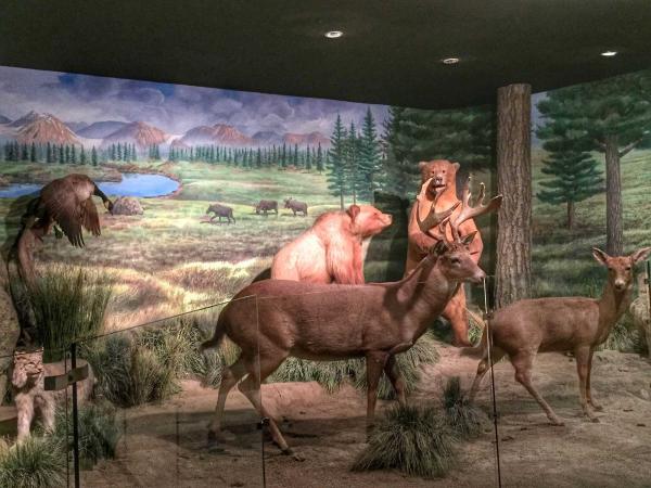 Museo de la Fauna