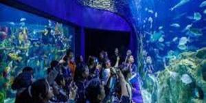 Acuario Michín